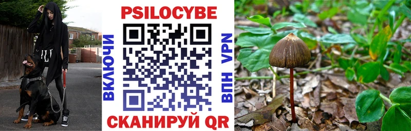 Купить где  Валдай  Галлюциногенные грибы Cubensis 